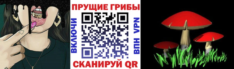 дарк нет формула  блэк спрут онион  Мегион  Псилоцибиновые грибы Psilocybine cubensis 